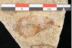 Foto (Detailansicht) von Quercus palaeoilex Ettingshausen (NHMW-GEO-2024-0188-6367)